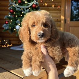 Jingle - Red  male Goldendoodle puppy in Tucson, Arizona from Adored Poodle & Doodles