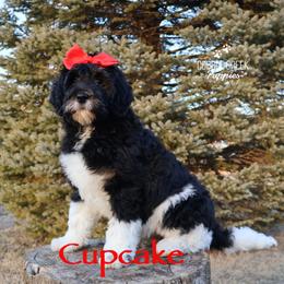Cupcake - Black and white female Bernedoodle puppy in Heyworth, Illinois from Cobble Creek Puppies