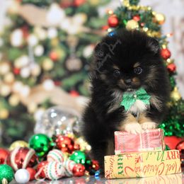 AKC Berry - Black and tan male Pomeranian puppy in Sacramento, California from My Precious Poms