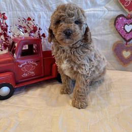 Samuel - Apricot male Goldendoodle puppy in Bucyrus, Missouri from Hill Top Pomskies
