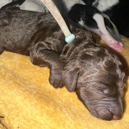 Yoda - Brown male Poodle puppy in Prosperity, Pennsylvania from Stelladoodles & Company