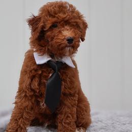 Enzo F1BB - Red male Cavapoo puppy in Apopka, Florida from Rae Precious Puppies