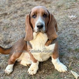 Scoobs - Basset Hound