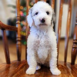 Piper - Merle female Goldendoodle puppy in Pollock Pines, California from Ten Acre Wood Doodles