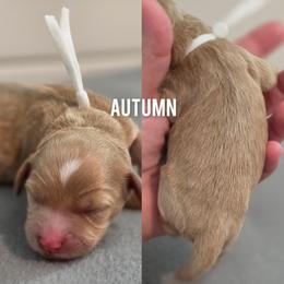 Autumn - Apricot female Goldendoodle puppy in Summerville, South Carolina from Channys Doodles