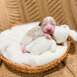 River - Parti male Goldendoodle puppy in Sulphur, Louisiana from Curly Q’s Of Carlyss
