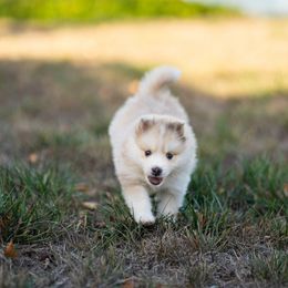Nimbus - Merle male Pomsky puppy in San Mateo, California from The Pomsky Garden