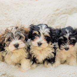 Havanese puppies from Cabana Havanese