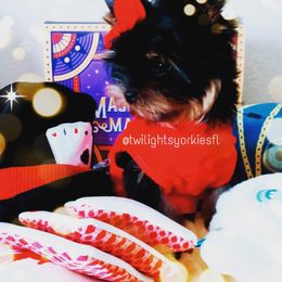 Yorkshire Terrier Puppies from Twilights Yorkies FL