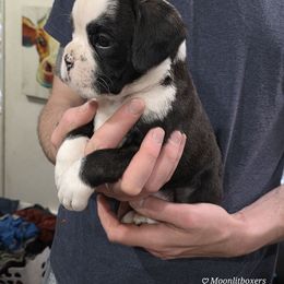 Flashy Reverse Brindle - Brindle Boxer puppy in Thompson, Pennsylvania from Moonlitboxers