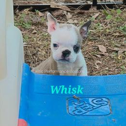 Girl 2 - Blue female Boston Terrier puppy in Griffin, Georgia from Celtic Kennel Bostons