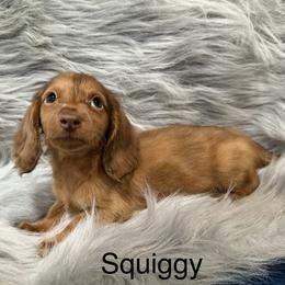 Squiggy - Dapple male Dachshund puppy in Cabool, Missouri from Dachshund's of Country Magic Farms in Missouri