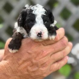 Truffle - Tri-color female Bernedoodle puppy in Youngstown, Florida from Wonderland’s Boujie Kennels
