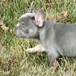 French Bulldog Puppies from Christie's Frenchies