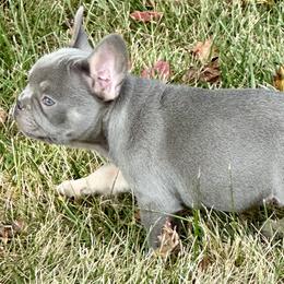 French Bulldog Puppies from Christie's Frenchies