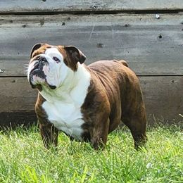 Maggie, Moose, Moore Moo - Bulldog