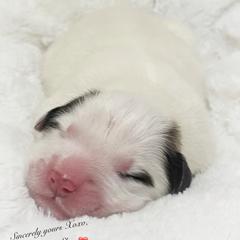 Skye - White and badger male Great Pyrenees puppy in Tioga, Pennsylvania from Davis Pyrs of the Northern Tier