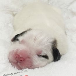 Skye - White and badger male Great Pyrenees puppy in Tioga, Pennsylvania from Davis Pyrs of the Northern Tier
