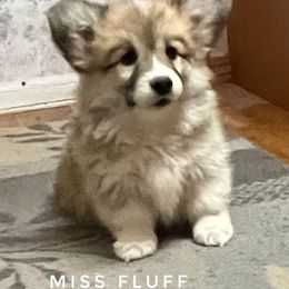 Miss Fluff - Red female Pembroke Welsh Corgi puppy in Vernal, Utah from Bingo's Kennel