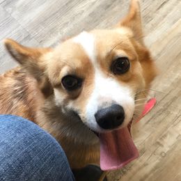 Iggy  - Pembroke Welsh Corgi