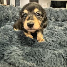 Buster - Black and cream male Dachshund puppy in Early, Texas from Ryan House Dachshunds