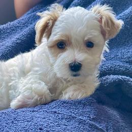 Socks - White male Maltipoo puppy in Ashville, Alabama from LMC Pups
