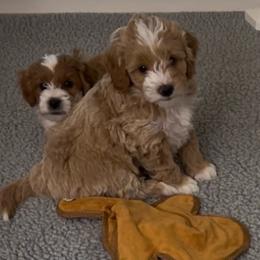 Goldendoodle puppies from West Michigan Doodles and Poodles