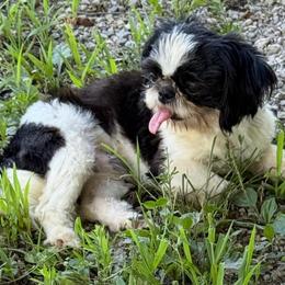 Diesel - Shih Tzu