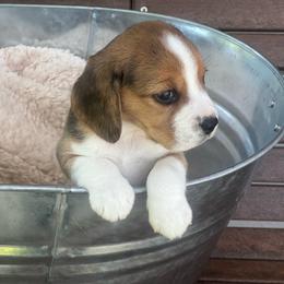 Tessa - Black white and tan female Beagle puppy in Harrison, Arkansas from Leslie Beagles of Leslie Farm