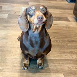 Callie - Dachshund