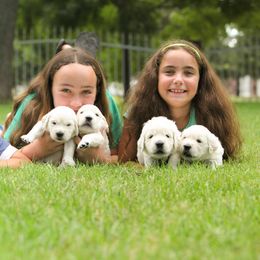 Golden Retriever Puppies from Gravitas Golden Retrievers