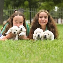 Golden Retriever Puppies from Gravitas Golden Retrievers