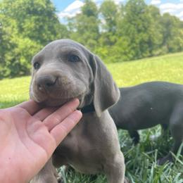 Dodger (black collar) - Silver gray male Weimaraner puppy in Granite Falls, North Carolina from Pups and Pastures- Weimaraners