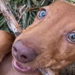 Dachshunds from Seaside Dachshunds