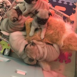 Pug Puppies from Pickwick Pugs