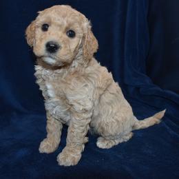 Whimsey - Apricot female Goldendoodle puppy in Jasper, Indiana from Hilltop Pups LLC