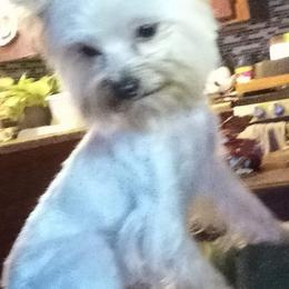 Sunny - Yorkshire Terrier