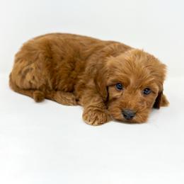 EMBER - Red  female Goldendoodle puppy in Davison, Michigan from Dreaming Doodles