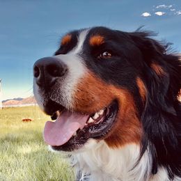Rocko  - Bernese Mountain Dog