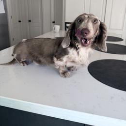 Moss (Neutered) - Dapple male Dachshund puppy in El Paso, Texas from IVK9's Dachshunds