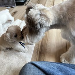 Miniature Schnauzer Puppies from Miles Family Schnauzers