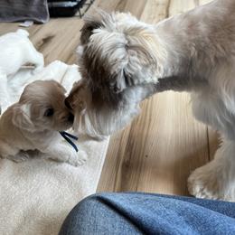 Miniature Schnauzer Puppies from Miles Family Schnauzers