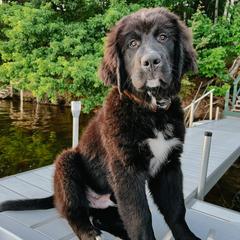 Golden Mountain Dogs and Golden Retrievers from Roberds Farm Golden Retrievers