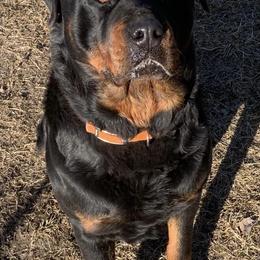 Rottweilers from Ruff Country Farms