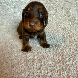 Indie - Chocolate and tan male Dachshund puppy in Grant, Oklahoma from Weenie World