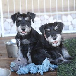 Pearl - Black and silver female Miniature Schnauzer puppy in San Bernardino, California from Rose Lane Schnauzers