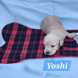 Yoshi - Cream male Dachshund puppy in Bedias, Texas from Faith & Grace Doxies