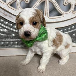 Green collar - Parti male Goldendoodle puppy in Calico Rock, Arkansas from Cottrell’s Poodles & Doodles