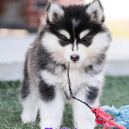 McKinley - Black and white female Pomsky puppy in Humeston, Iowa from M.A.R. Dogs
