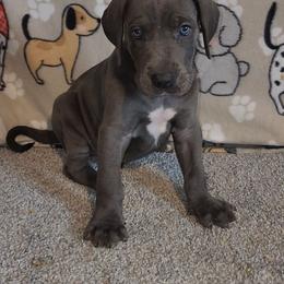 Bentley - Blue male Great Dane puppy in Walker, Louisiana from La Rebel Danes
